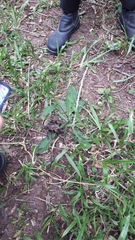 Grammostola iheringi