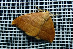 Watsonalla cultraria