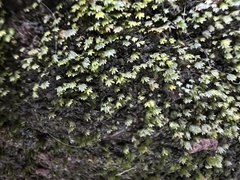 Fissidens