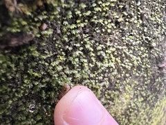 Fissidens