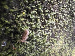 Fissidens