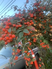 Cotoneaster franchetii