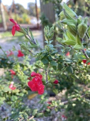 Epilobium canum