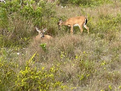 Odocoileus virginianus clavium