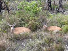 Odocoileus virginianus clavium