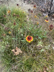 Gaillardia
