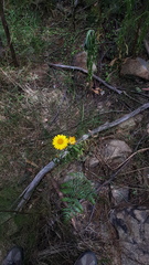 Xerochrysum