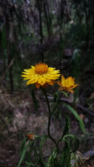 Xerochrysum