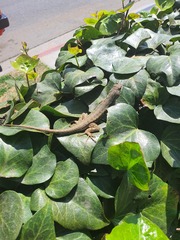 Sceloporus occidentalis