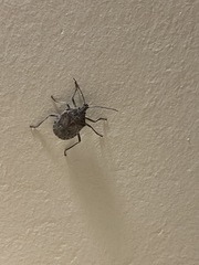 Peltasticus punctatus