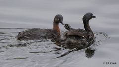 Poliocephalus rufopectus