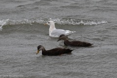 Larus glaucoides kumlieni