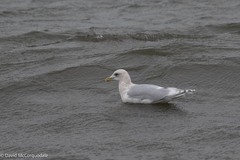 Larus glaucoides kumlieni