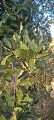 Quercus eduardii