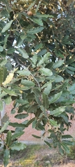 Quercus eduardii