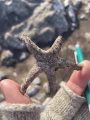 Henricia