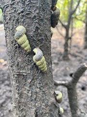 Cerithidea decollata