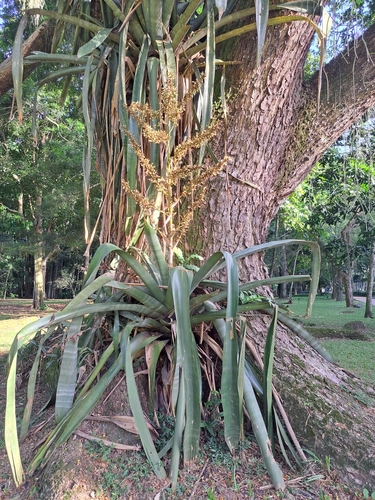 Aechmea floribunda (Aechmea floribunda)