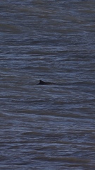 Phocoena phocoena phocoena