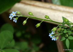 Myosotis