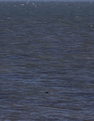Phocoena phocoena phocoena