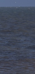 Phocoena phocoena phocoena