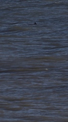 Phocoena phocoena phocoena