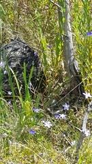 Amphibolurinae