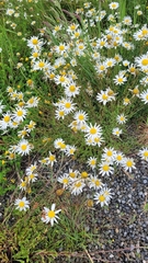 Tripleurospermum