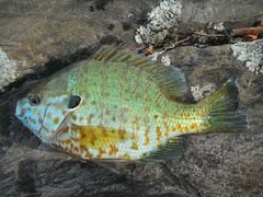 Lepomis gibbosus × macrochirus