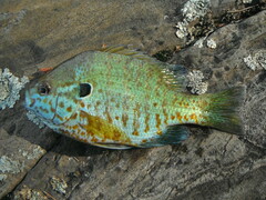Lepomis gibbosus × macrochirus