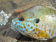 Lepomis gibbosus × macrochirus