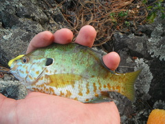 Lepomis gibbosus × macrochirus
