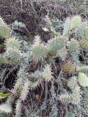 Opuntia oricola