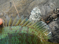 Lepomis gibbosus × macrochirus