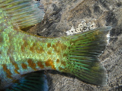Lepomis gibbosus × macrochirus