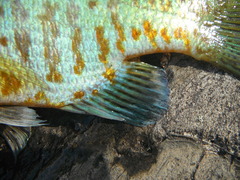 Lepomis gibbosus × macrochirus