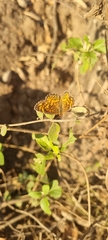 Phyciodes pallescens