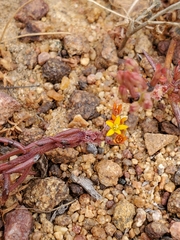 Quinchamalium chilense