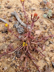 Quinchamalium chilense