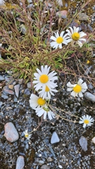 Tripleurospermum