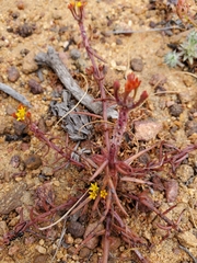 Quinchamalium chilense