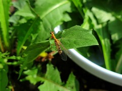 Spaminta minjerribae