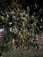Camellia sasanqua