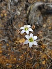 Oziroe biflora