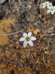 Oziroe biflora