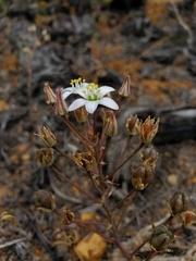 Oziroe biflora