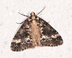 Pseudocoremia leucelaea