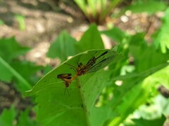 Spaminta minjerribae