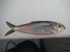 Alosa pseudoharengus
